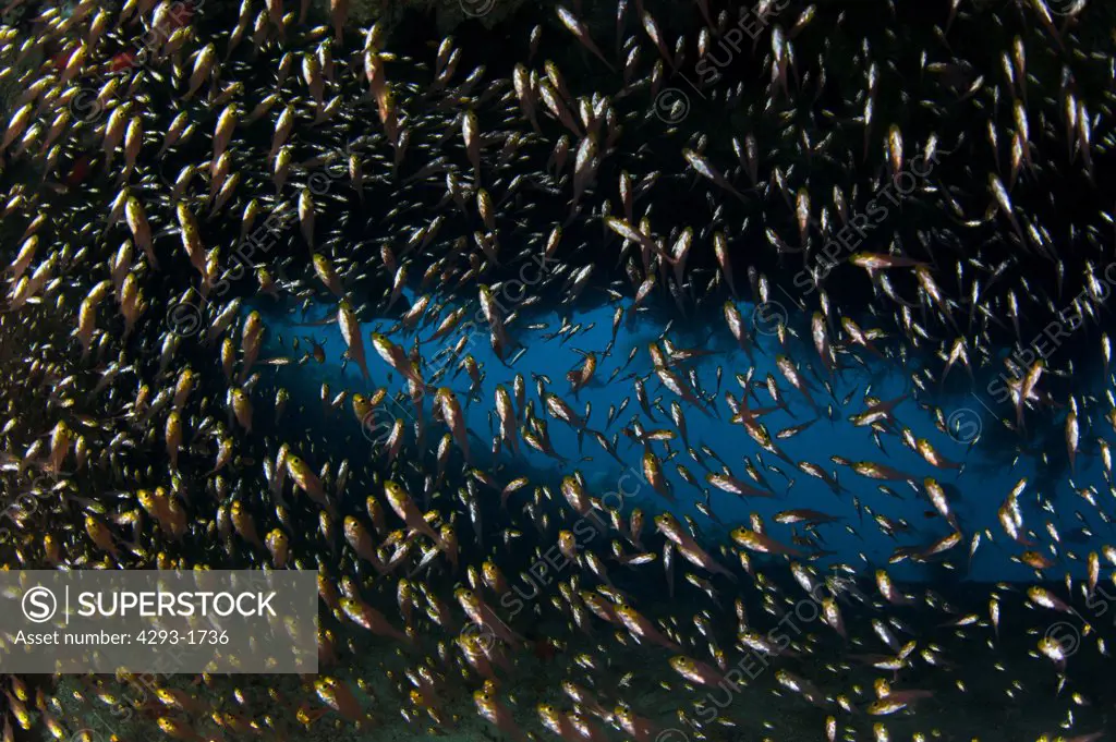 A school of Golden Sweeper fish, Glassfish, Parapriacanthus ransonneti, in a dark cavern, Dusit Thani, Maldives.