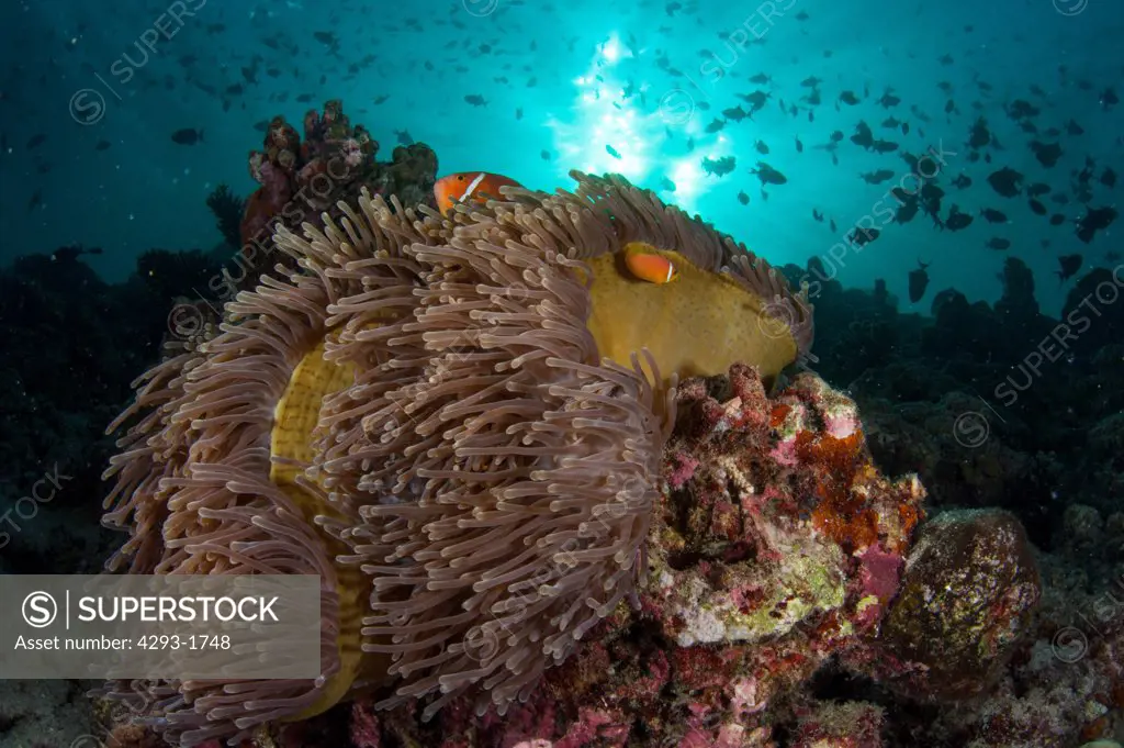 An anemone, Heteractis magnifica, with a Maldivian Anemonefish, Amphiprion nigripes, on a coral reef with sunlight and silhouetted fish behind, Dusit Thani, Maldives.