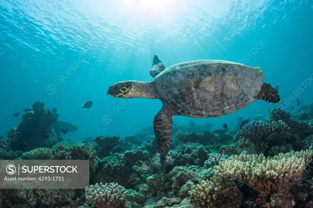 A Hawksbill Turtle, Eretmochelys imbricata, swims over a coral reef, Dusit Thani, Maldives.