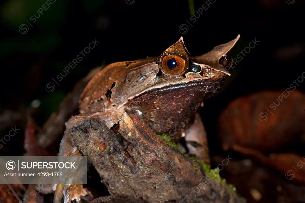 A master of camoflage, the Borneon horned frog, Megophrys nasuta, Lupa Masa, Poring Hot Springs and Nature Reserve, Sabah, Malaysia, Borneo