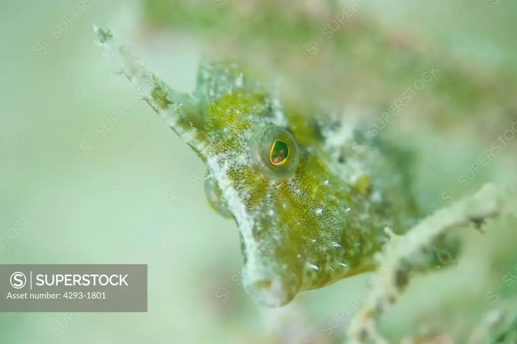 Bristle-Tailed Filefish, Acreichthys tomentosus, partially hidden, Semporna Straits, Sabah, Malaysia, Borneo.
