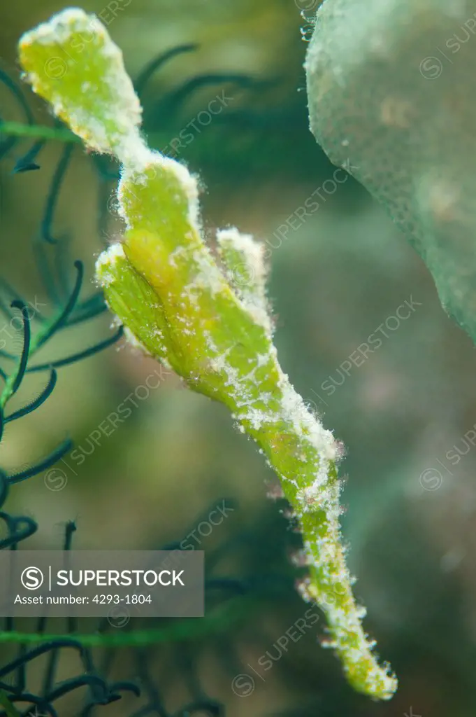 Halimeda Ghost Pipefish, Solenostomus halimeda, side on full body profile, Semporna Straits, Sabah, Malaysia, Borneo.