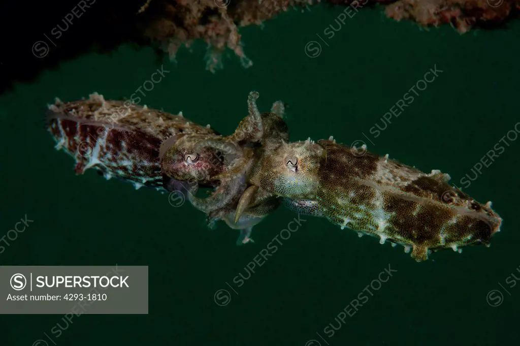 Pygmy Cuttlefish, Sepia bandensis, mating behaviour, Semporna Straits, Sabah, Malaysia, Borneo.