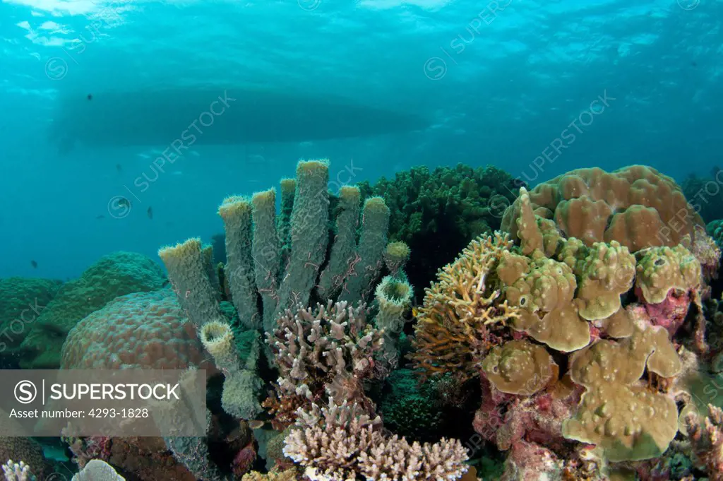 Beautiful coral reef system beneath the dive boat, Semporna Straits, Sabah, Malaysia, Borneo.