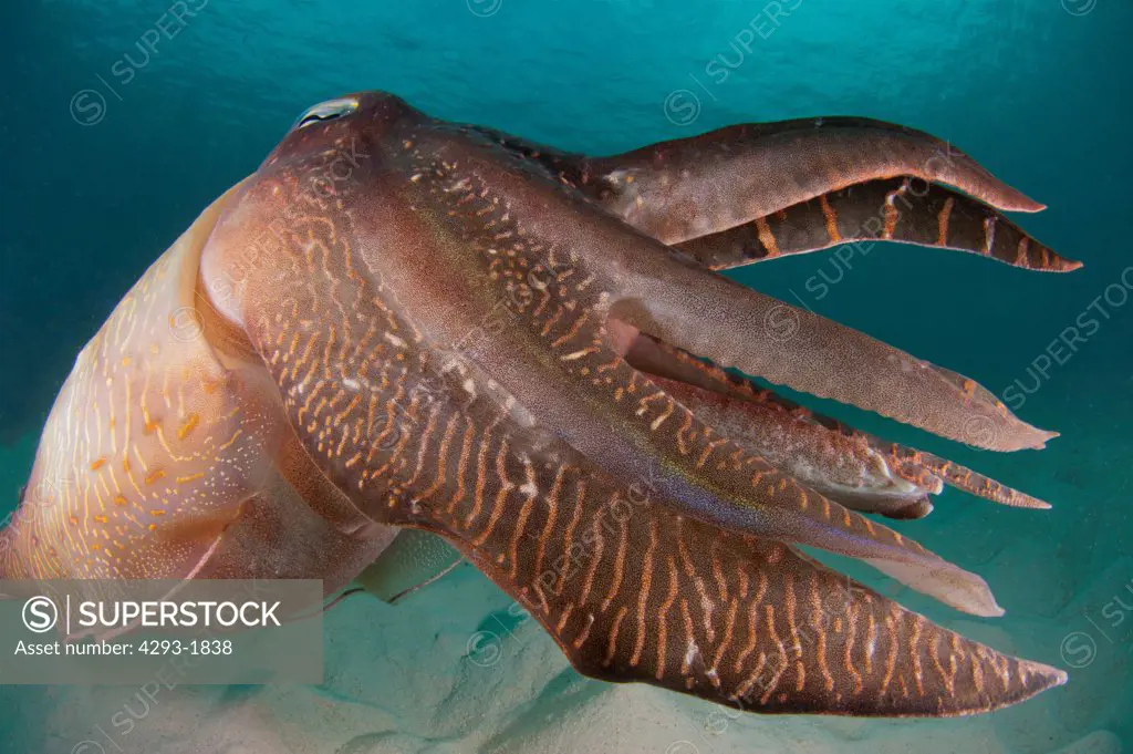 Close up shot as a Pharaoh Cuttlefish, Sepia pharaonis, swims alone, Semporna Straits, Sabah, Malaysia, Borneo.