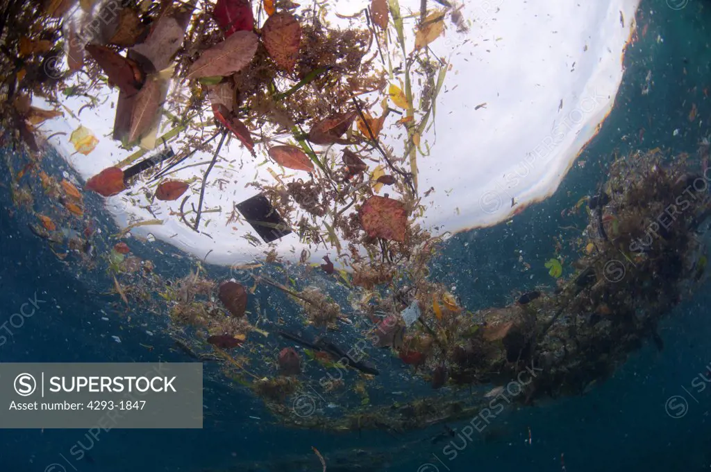 Floating debris at the surface, a mixture of trash and leaf litter, Semporna Straits, Sabah, Malaysia, Borneo.
