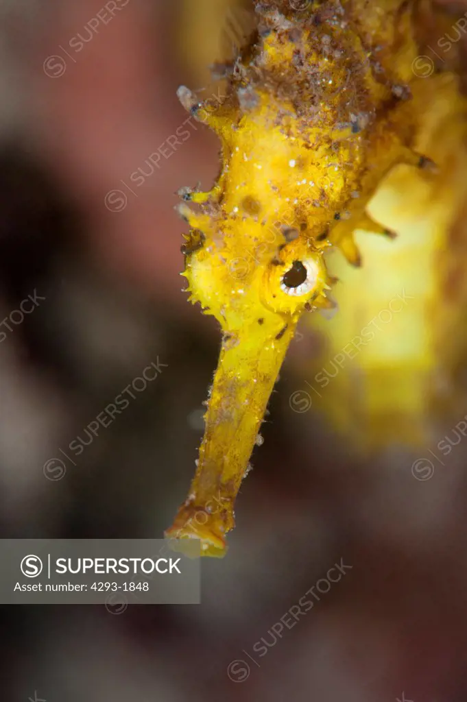 Thorny Seahorse, Hippocampus hystrix, portrait photography, Semporna Straits, Sabah, Malaysia, Borneo.