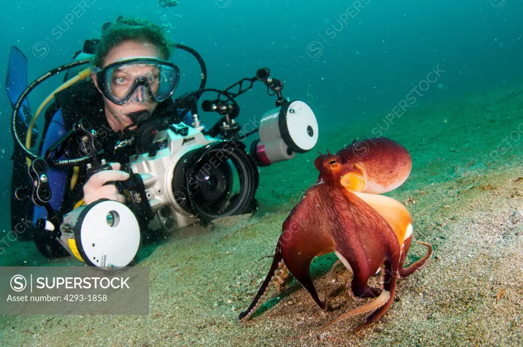 A photographer, Helen Sampson, observes a Coconut Octopus, Amphioctopus marginatus, walking across the seabed Lembeh Strait, Sulawesi, Indonesia.