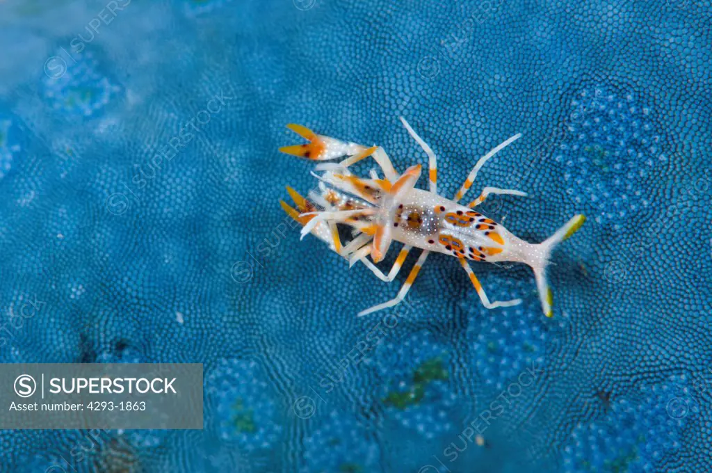 A tiny juvenile Tiger Shrimp, Phyllgnathia ceratophthalmus, on the surface of a Blue Sea Star, Linckia laevigata, Lembeh Strait, Sulawesi, Indonesia.