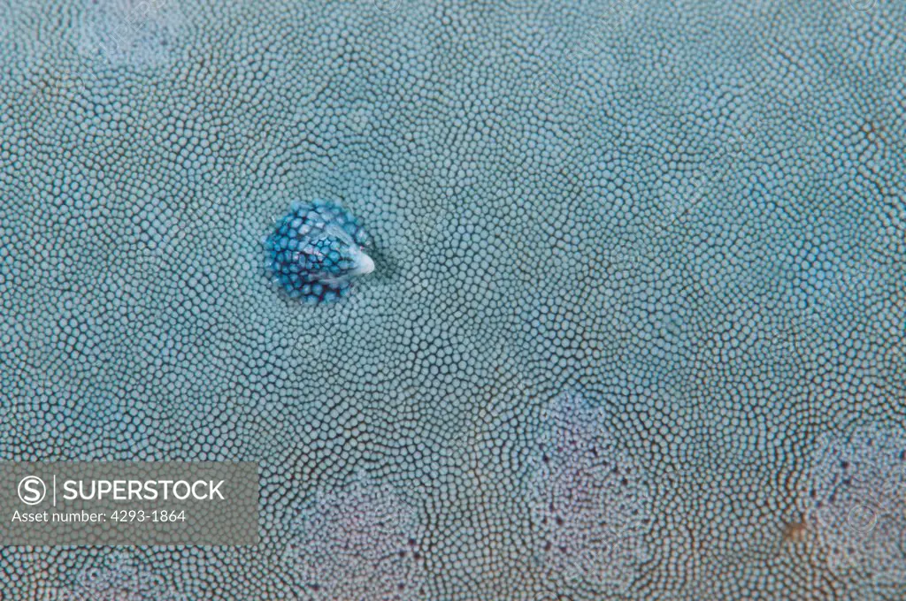 A parasitic Cockle, Thyca crystallina, on the surface of a Blue Sea Star, Linckia laevigata, Lembeh Strait, Sulawesi, Indonesia.