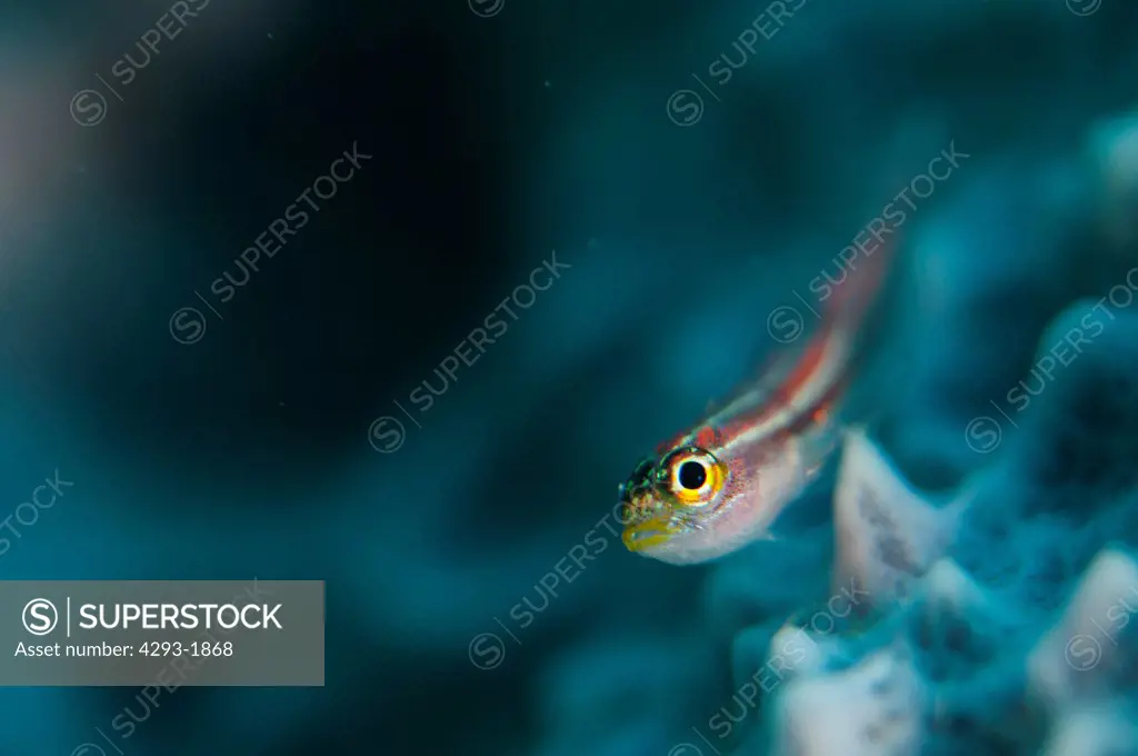 A Striped Triplefin, Helcogramma striatum, resting on the surface of a sponge, Lembeh Strait, Sulawesi, Indonesia.