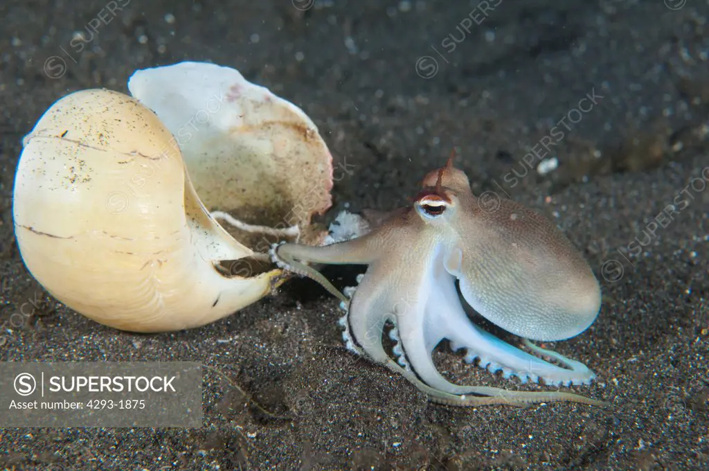 A Coconut Octopus, Amphioctopus marginatus, moves over to an empty shell for protection, Lembeh Strait, Sulawesi, Indonesia.
