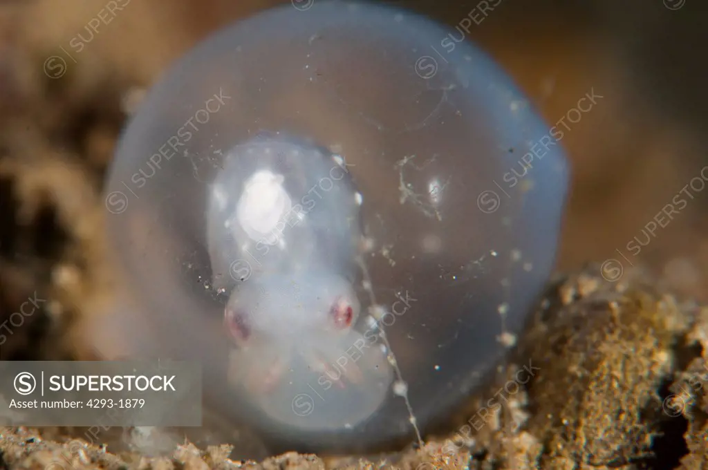 A developed Flamboyant Cuttlefish egg, Metasepia pfefferi, almost ready to hatch, on the inside of a coconut shell, Lembeh Strait, Sulawesi, Indonesia.