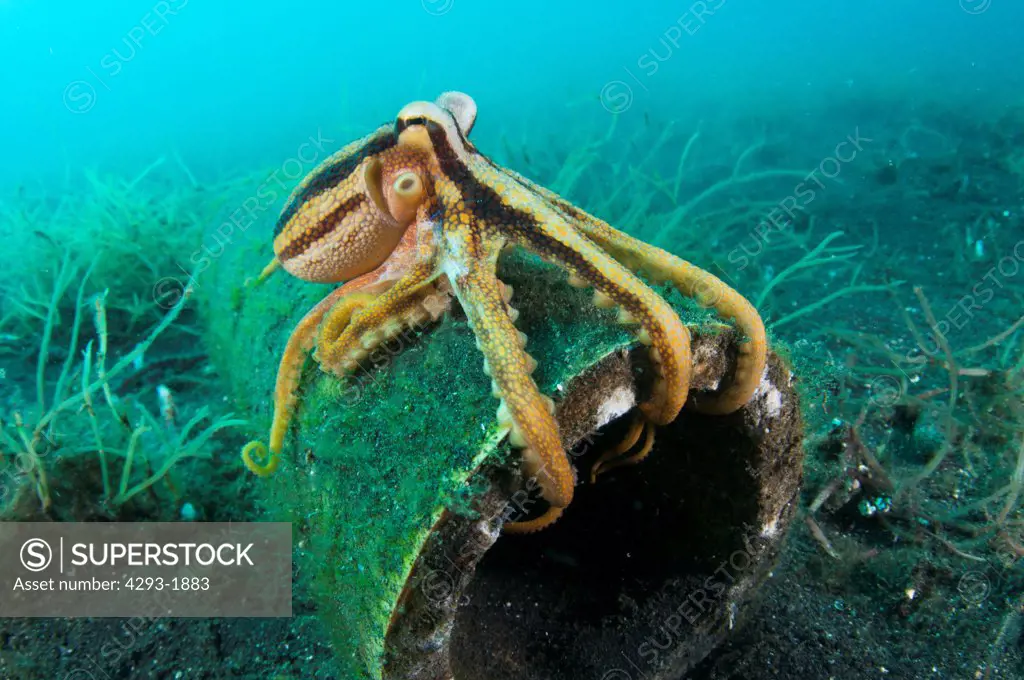 A Poison Ocellate Octopus, Octopus mototi, on top of a piece of bamboo on the seabed, Lembeh Strait, Sulawesi, Indonesia.