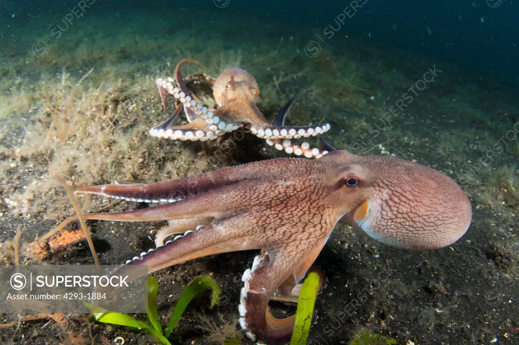 2 large Coconut Octopus, Amphioctopus marginatus, about to fight eachother in a territorial dispute, Lembeh Strait, Sulawesi, Indonesia.
