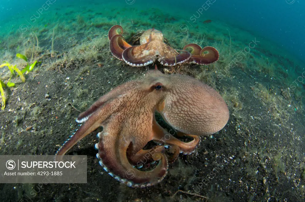 2 large Coconut Octopus, Amphioctopus marginatus, about to fight eachother in a territorial dispute, Lembeh Strait, Sulawesi, Indonesia.