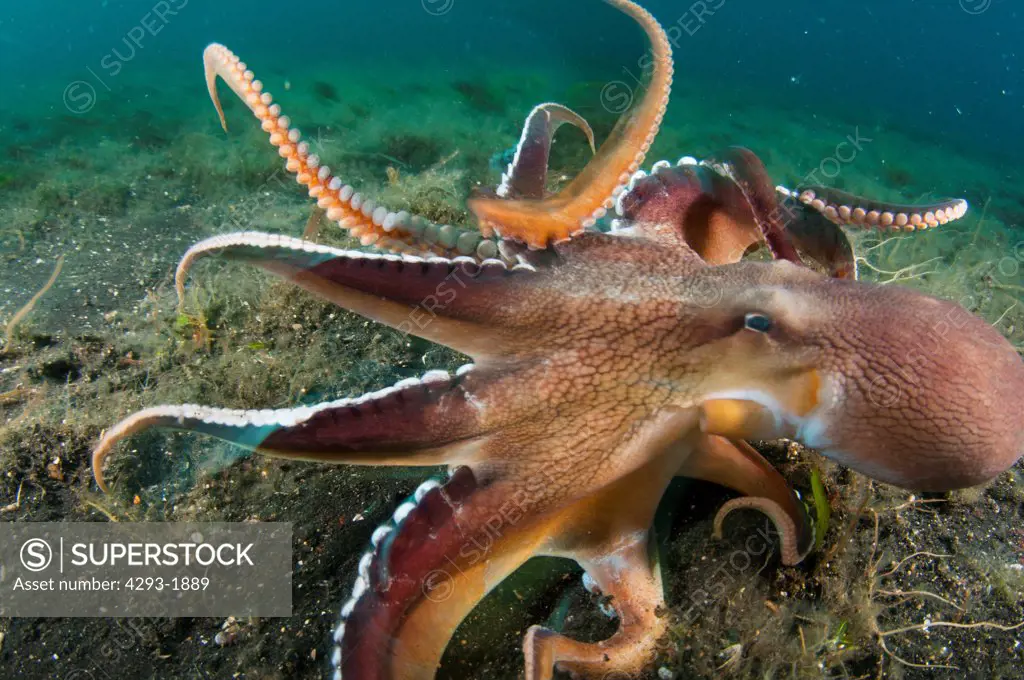 2 large Coconut Octopus, Amphioctopus marginatus, fighting eachother in a territorial dispute, Lembeh Strait, Sulawesi, Indonesia.