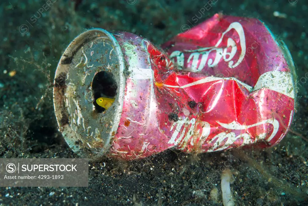 A Dinah's Goby, Lubricogobius dinah takes shelter inside a Coca-Cola can on the seabed, Lembeh Strait, Sulawesi, Indonesia.