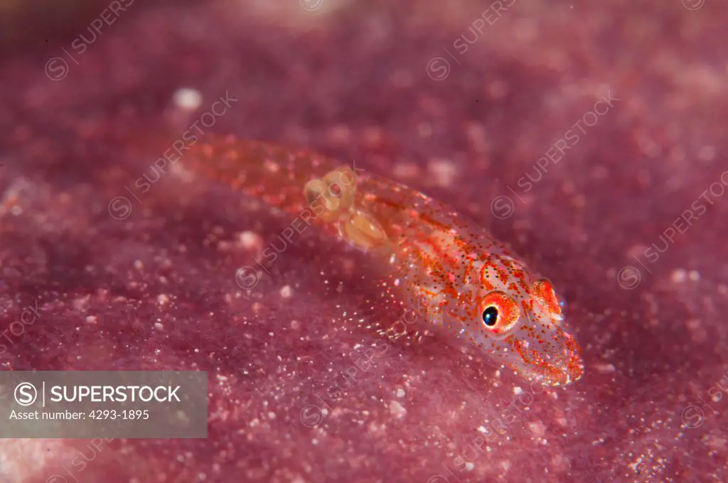A Flathead Goby, Phyllogobius platycephalops, with parasites on its body, resting on a sponge, Lembeh Strait, Sulawesi, Indonesia.