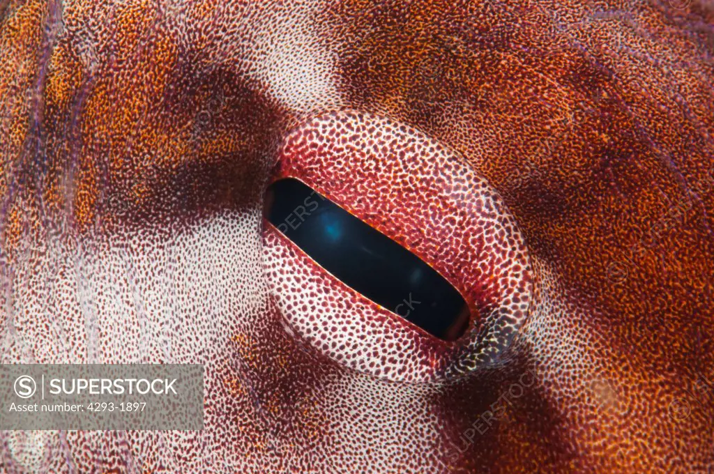 Close-up detail of the eye of a Reef Octopus, Octopus cyanea, Lembeh Strait, Sulawesi, Indonesia.