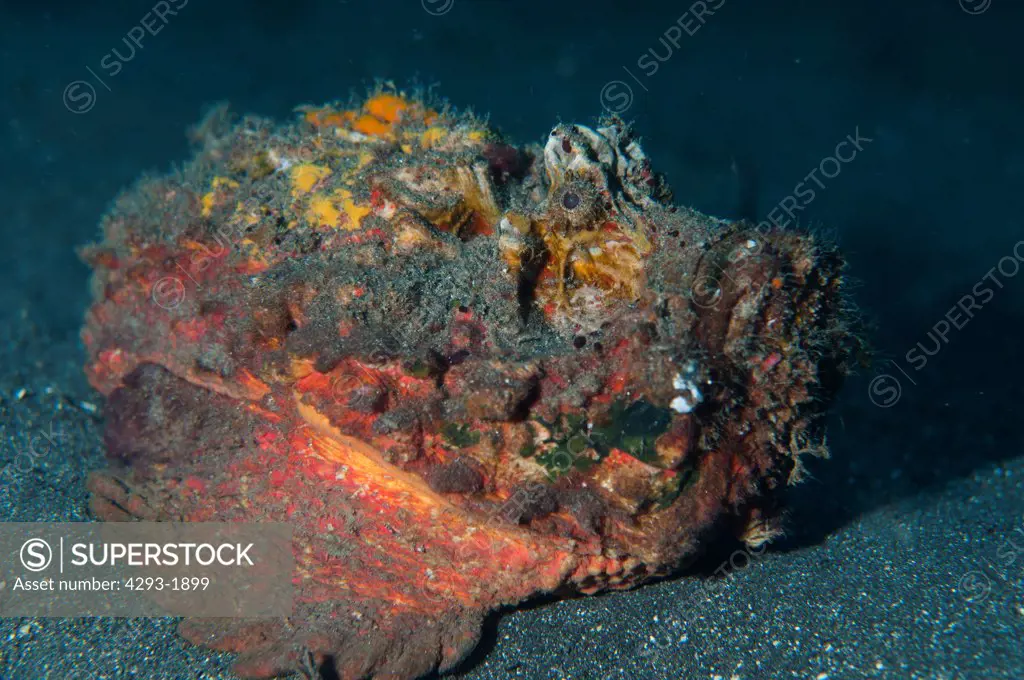An Estuarine Stonefish, Synanceia horrida, rests on the sandy seabed, Lembeh Strait, Sulawesi, Indonesia.