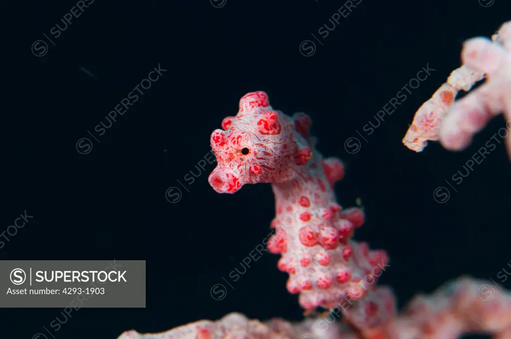 A Pygmy Seahorse, Hippocampus bargibanti, on a sea fan, Lembeh Strait, Sulawesi, Indonesia.