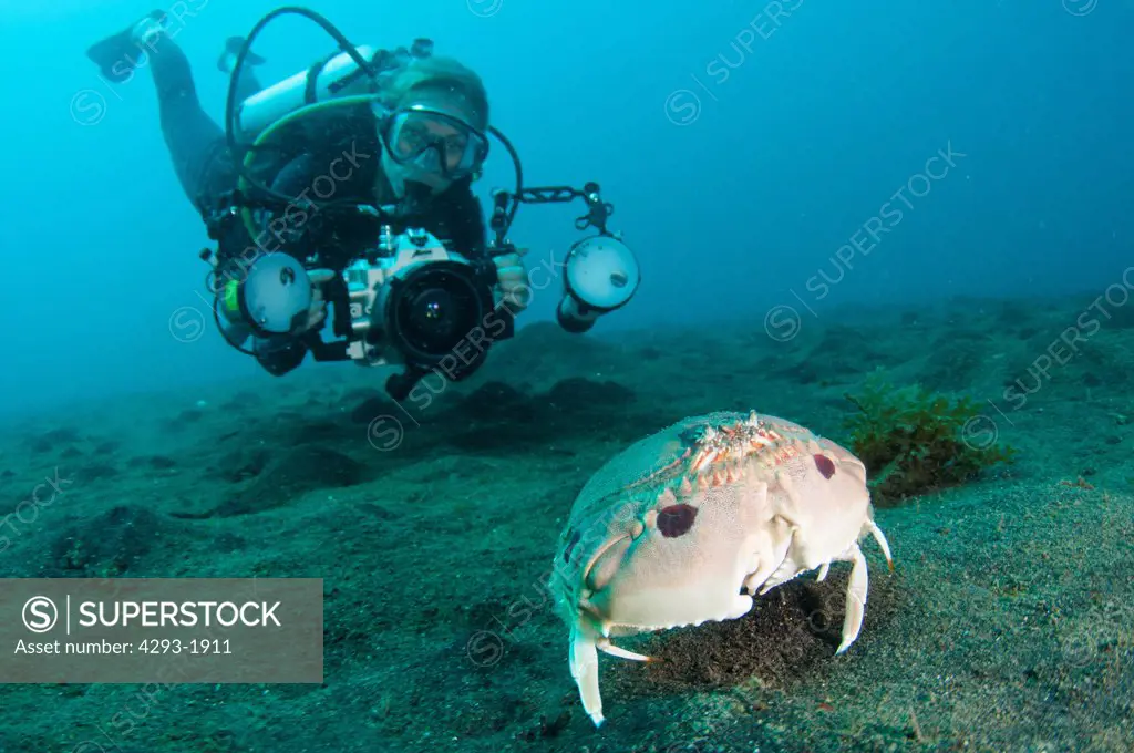 A diver observes a Box Crab, Calappa philargius, walking across the sandy seabed, Lembeh Strait, Sulawesi, Indonesia.