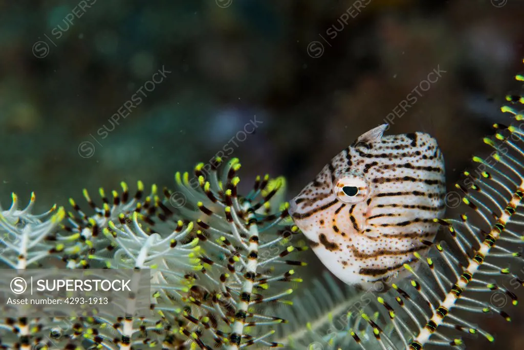 A Radial Filefish, Acreichthys radiatus, hides amongst a Feather Star, Lembeh Strait, Sulawesi, Indonesia.
