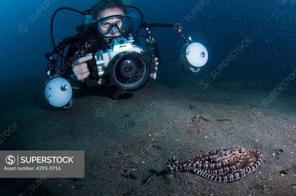 A diver photographs a Mimic Octopus, Thaumoctopus mimicus, moving across the seabed, Lembeh Strait, Sulawesi, Indonesia.