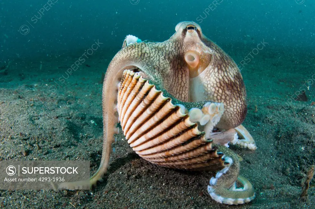 A Coconut Octopus, Amphioctopus marginatus, using clam shells for protection, Lembeh Strait, Sulawesi, Indonesia.