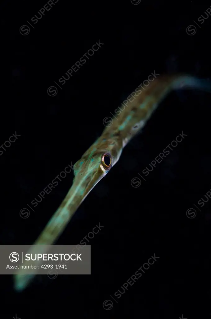 A Flutemouth fish, Fistularia commersonii, at night, Lembeh Strait, Sulawesi, Indonesia.