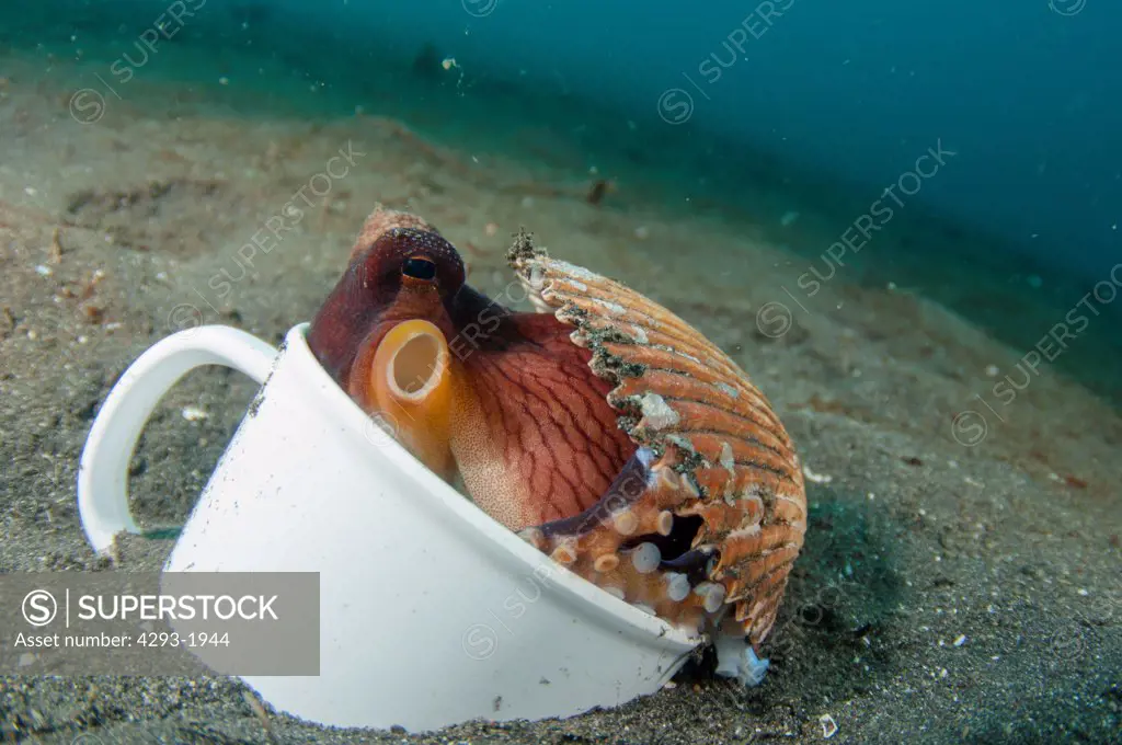 A Coconut Octopus, Amphioctopus marginatus, hiding in a discarded coffee mug for protection, Lembeh Strait, Sulawesi, Indonesia.