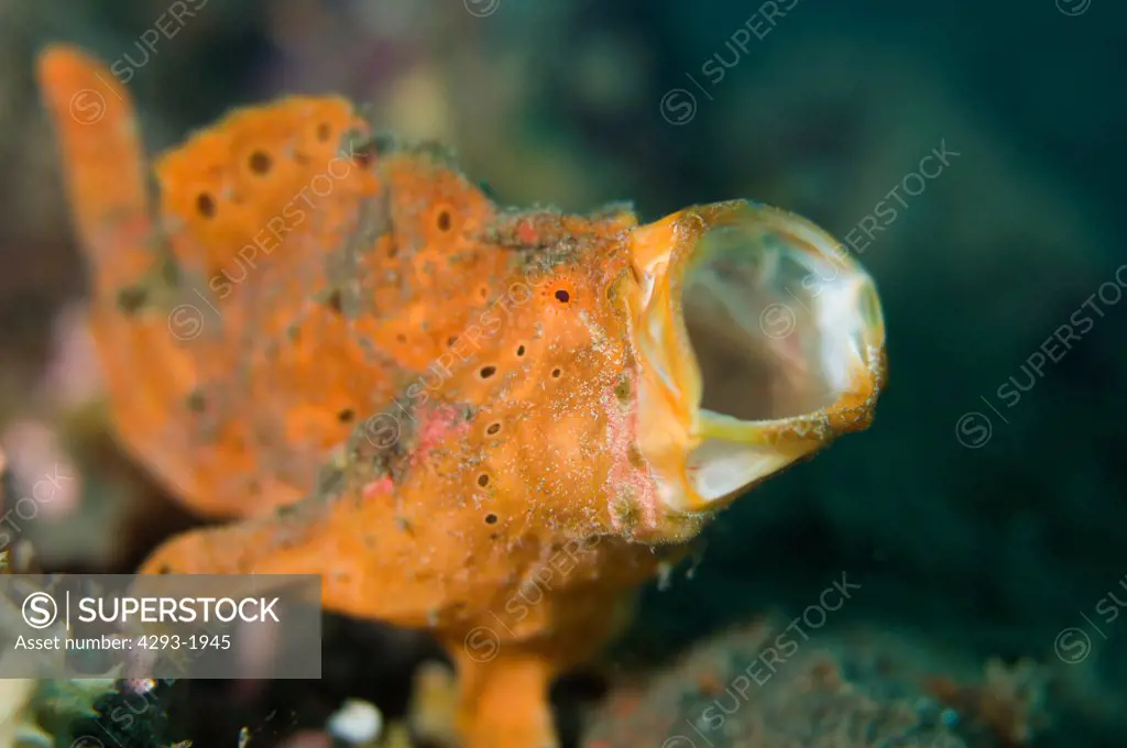 A yawning, orange Painted Frogfish, Antennarius pictus, Lembeh Strait, Sulawesi, Indonesia.
