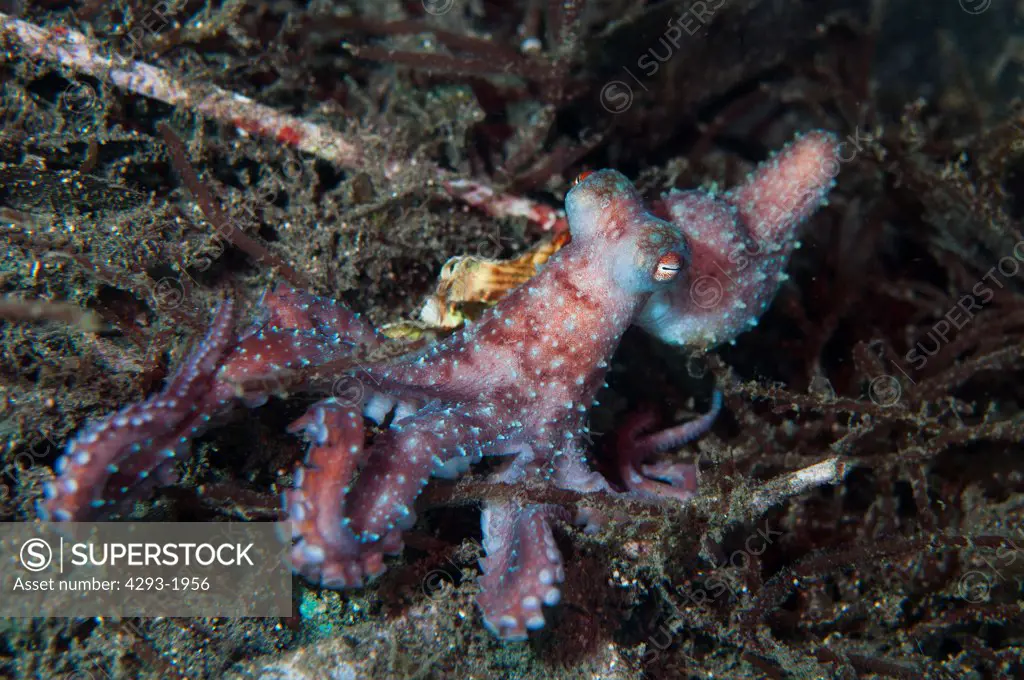 A Starry Night Octopus, Octopus luteus, on an algae seabed at night, Lembeh Strait, Sulawesi, Indonesia.