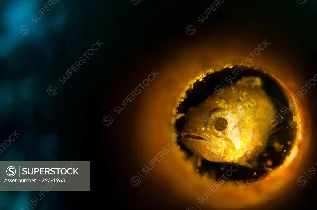 A Cardinalfish, Apogon sp., hiding inside a discarded glass light bulb tube for protection, Lembeh Strait, Sulawesi, Indonesia.