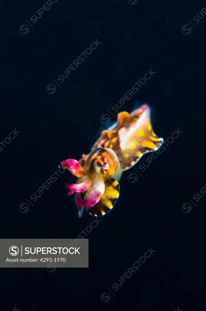 A newborn Flamboyant Cuttlefish, Metasepia pfefferi, drifts away in the water column, Lembeh Strait, Sulawesi, Indonesia.