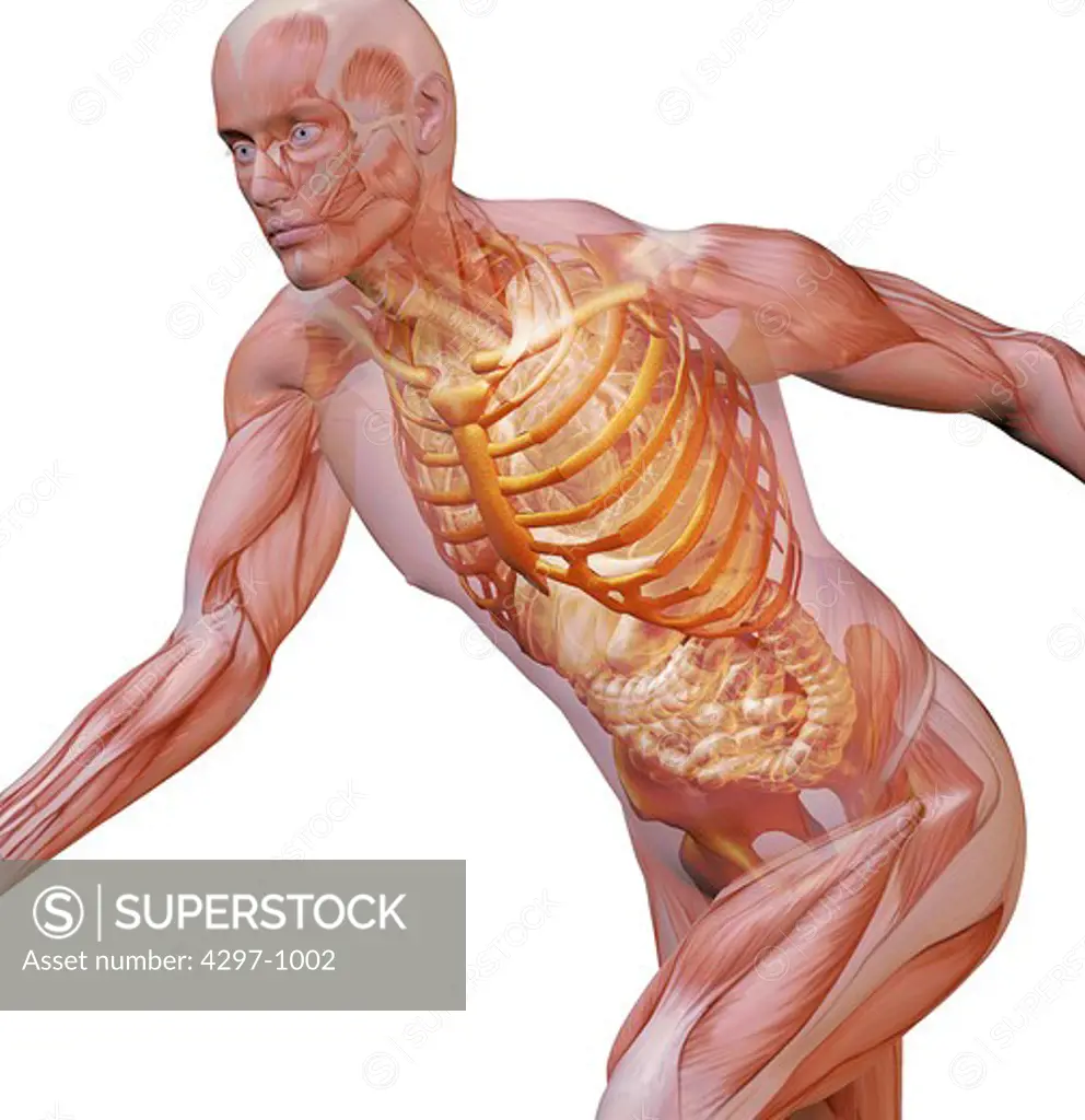 Anatomical illustration of a man in an active running pose showing the muscular system, skeleton and internal organs such as intestines, heart and lungs