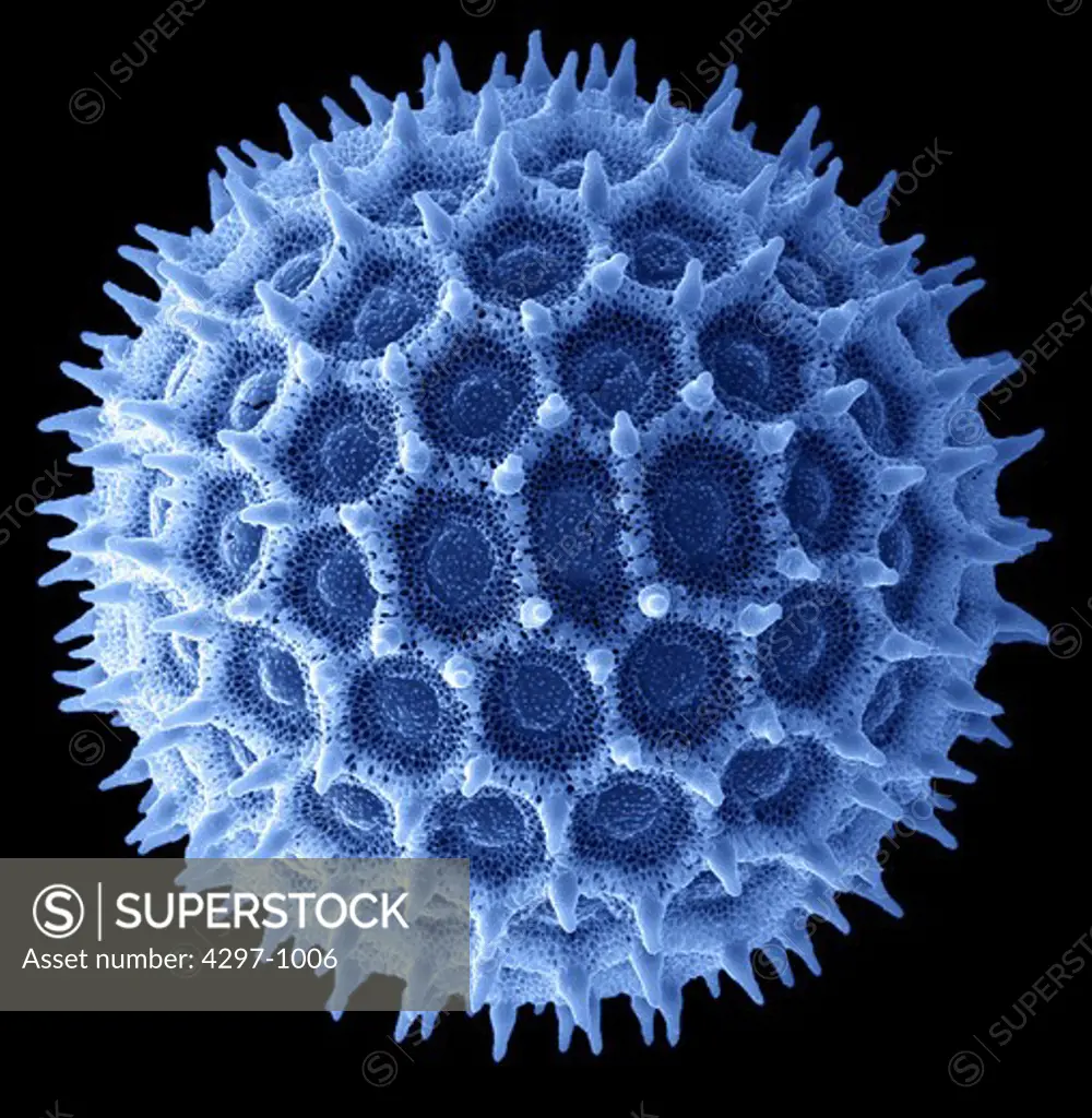 Colorized scanning electron microscope image of morning glory pollen. The pollen has been acetolyzed to remove cytoplasm and pollenkit in order to reveal the intricate wall structure. This image shows a single large grain of heavenly blue morning glory pollen. Heavenly blue morning glory - Order: Solanales Family: Convolvulaceae (morning glory) family, Ipomea purpurea