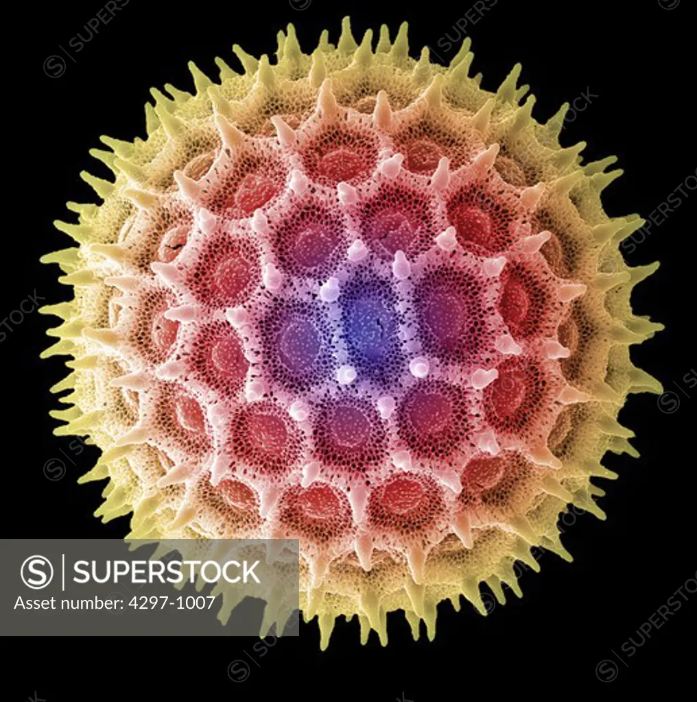 The pollen has been acetolyzed to remove cytoplasm and pollenkit in order to reveal the intricate wall structure.  This image shows a single large grain of morning glory pollen