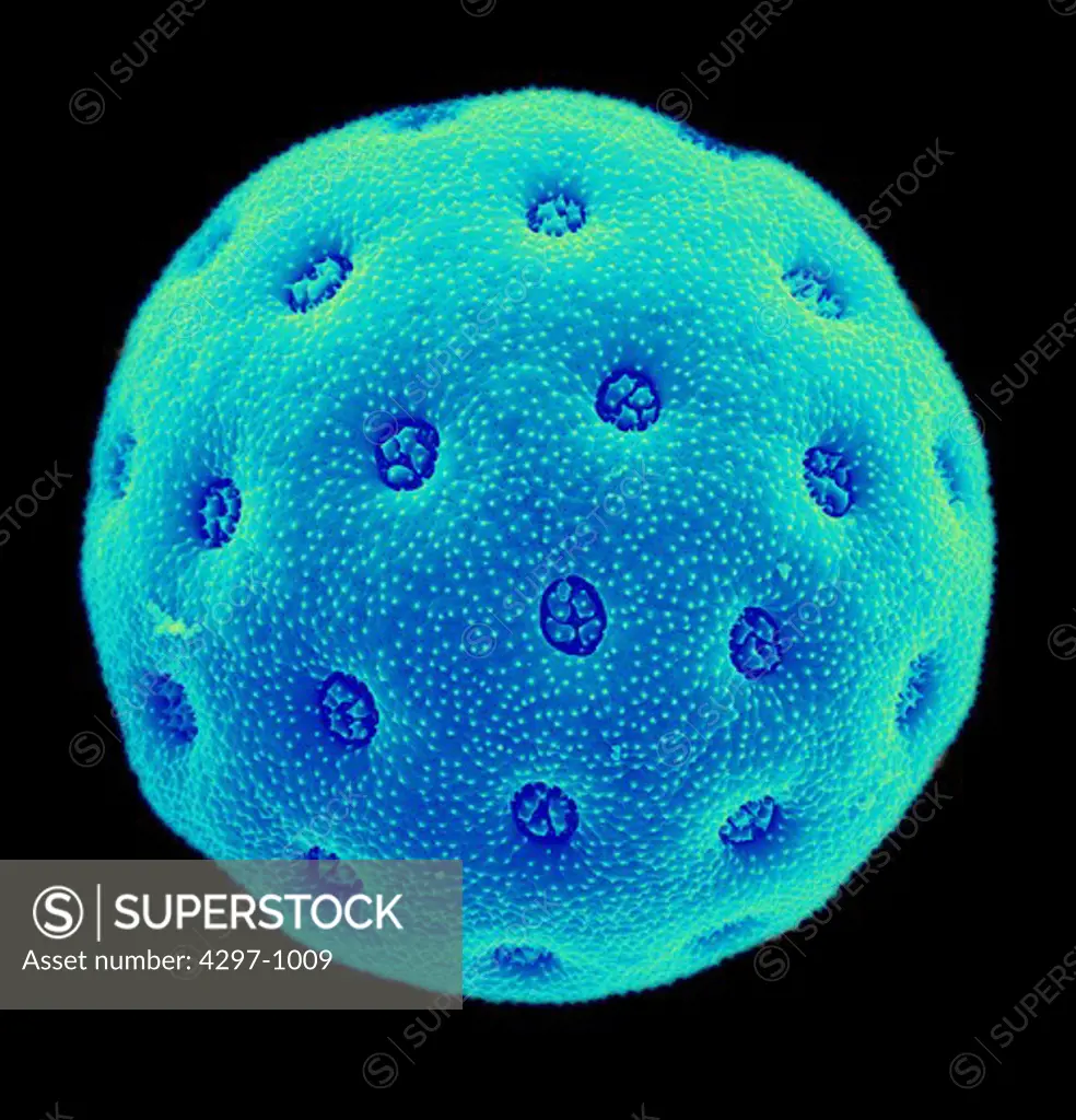 Colorized scanning electron microscope image of amaranthus pollen. The pollen has been acetolyzed to remove cytoplasm and pollenkit in order to reveal the intricate wall structure. Family: Amaranthaceae: Amaranthus opopeo
