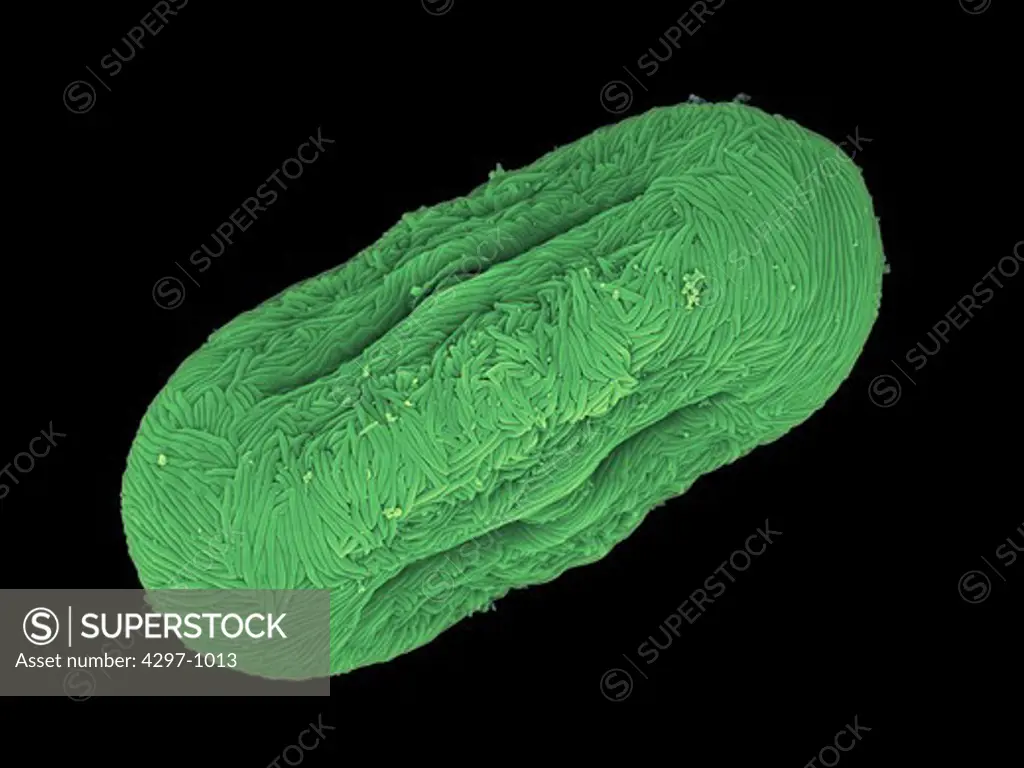 Colorized scanning electron microscope image of dill pollen. The pollen has been acetolyzed to remove cytoplasm and pollenkit in order to reveal the intricate wall structure. This image shows a single grain of dill pollen. Family: Apiaceae, Anethum graveolens