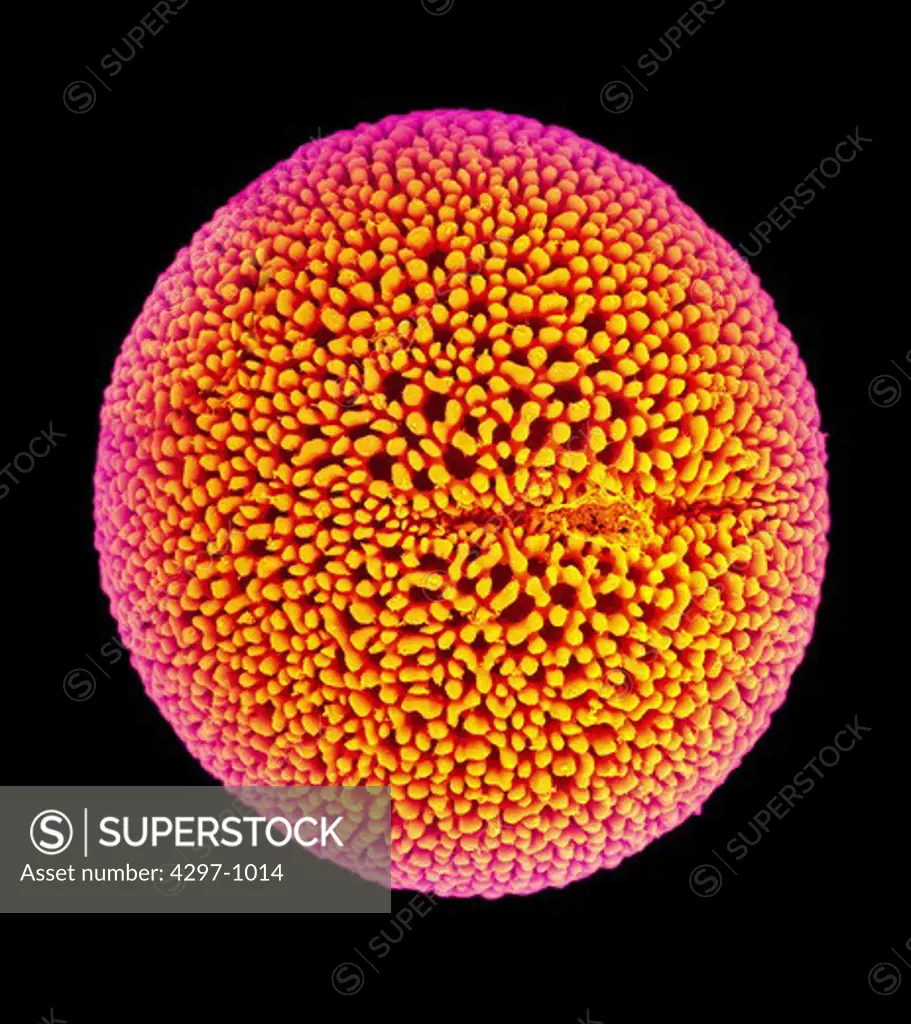 Colorized scanning electron microscope image of geranium pollen. The pollen has been acetolyzed to remove cytoplasm and pollenkit in order to reveal the intricate wall structure. This image shows a single large pollen grain of geranium in the center (Geranium cinereum) with a smaller unidentified pollen grain adhering to it