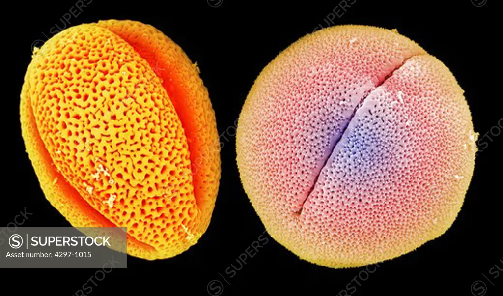 Colorized scanning electron microscope image of two pollen grains, peony (left) and castor bean (right). The pollen has been acetolyzed to remove cytoplasm and pollenkit in order to reveal the intricate wall structure. Peony: Family: Paeoniaceae: Paeonia lactiflora. Castor bean plant: Family: Euphorbiaceae (spurge) Ricinus communis