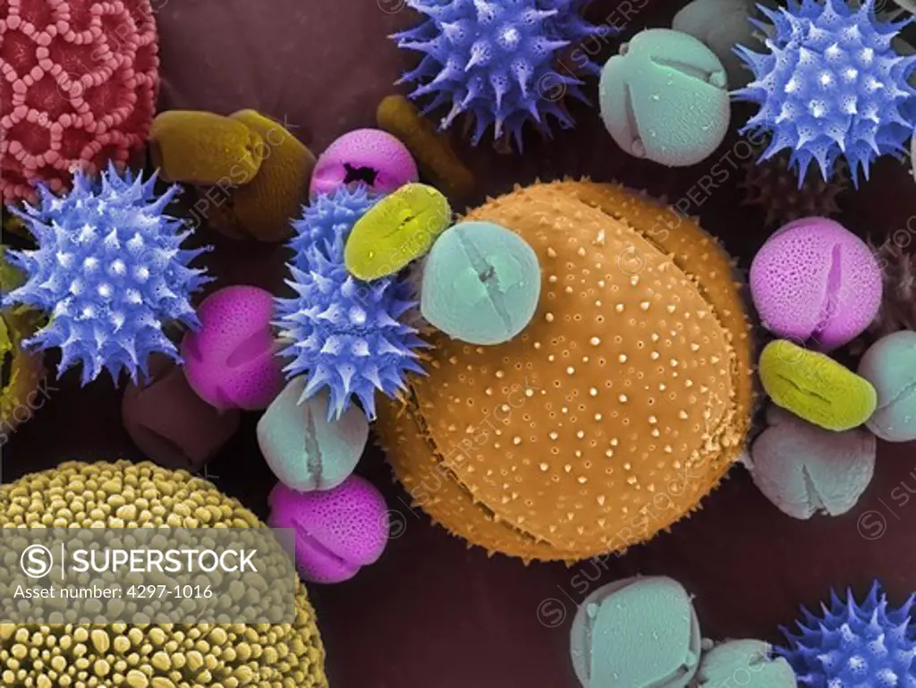 Colorized scanning electron microscope image of pollen grains. The pollen has been acetolyzed to remove cytoplasm and pollenkit in order to reveal the intricate wall structure. The image shows a mixture of different pollen species