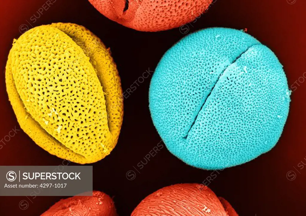 Colorized scanning electron microscope image of two pollen grains, peony (left) and castor bean (right). The pollen has been acetolyzed to remove cytoplasm and pollenkit in order to reveal the intricate wall structure. Peony: Family: Paeoniaceae: Paeonia lactiflora. Castor bean plant: Family: Euphorbiaceae (spurge) Ricinus communis