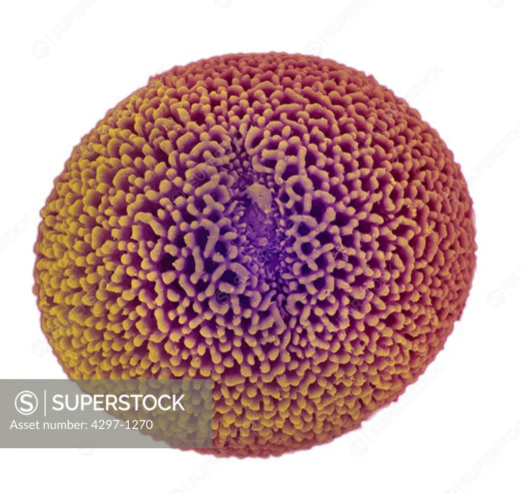 Scanning electron microscopic image of a pollen grain of a Geranium