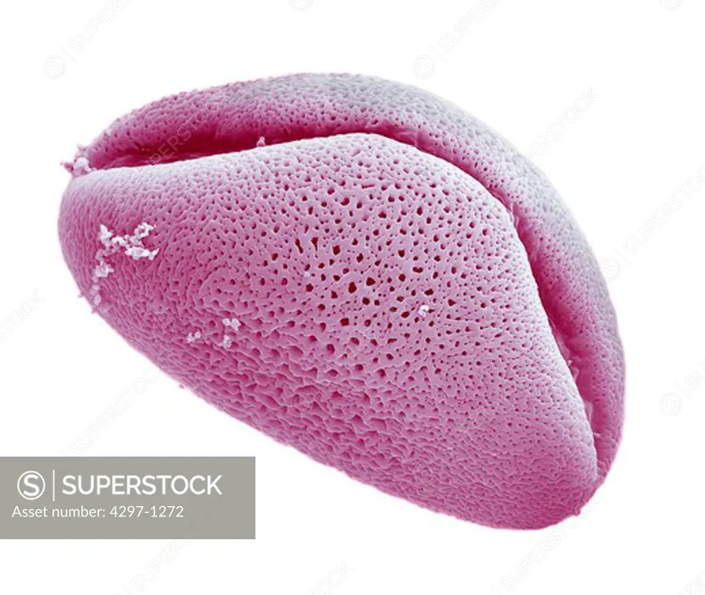 Scanning electron microscopic image of a pollen grain of an Alium