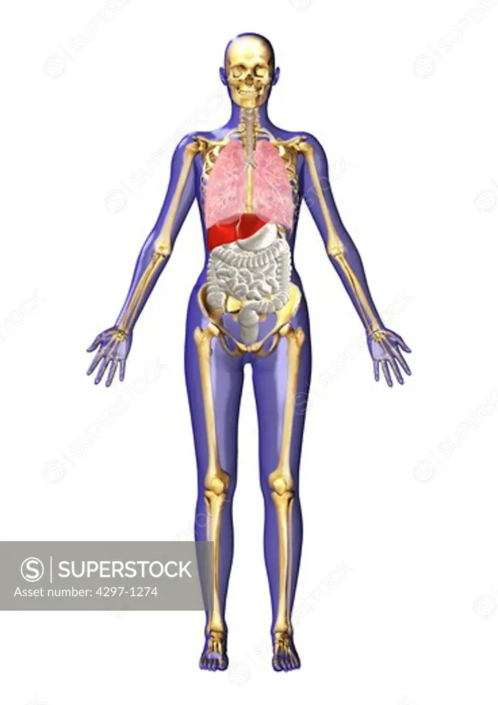 Computer graphic illustration of human anatomy from the frontal view. The skin is transparent and shows the internal organs and their spatial arrangement within the body
