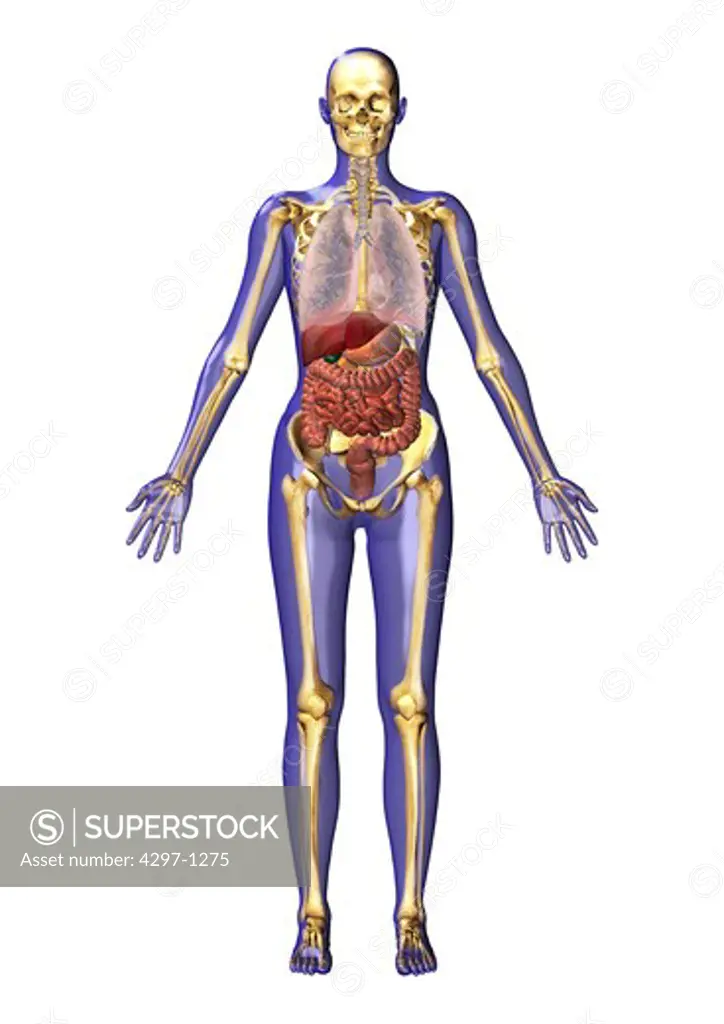 Computer graphic illustration of human anatomy from the frontal view. The skin is transparent and shows the internal organs and their spatial arrangement within the body