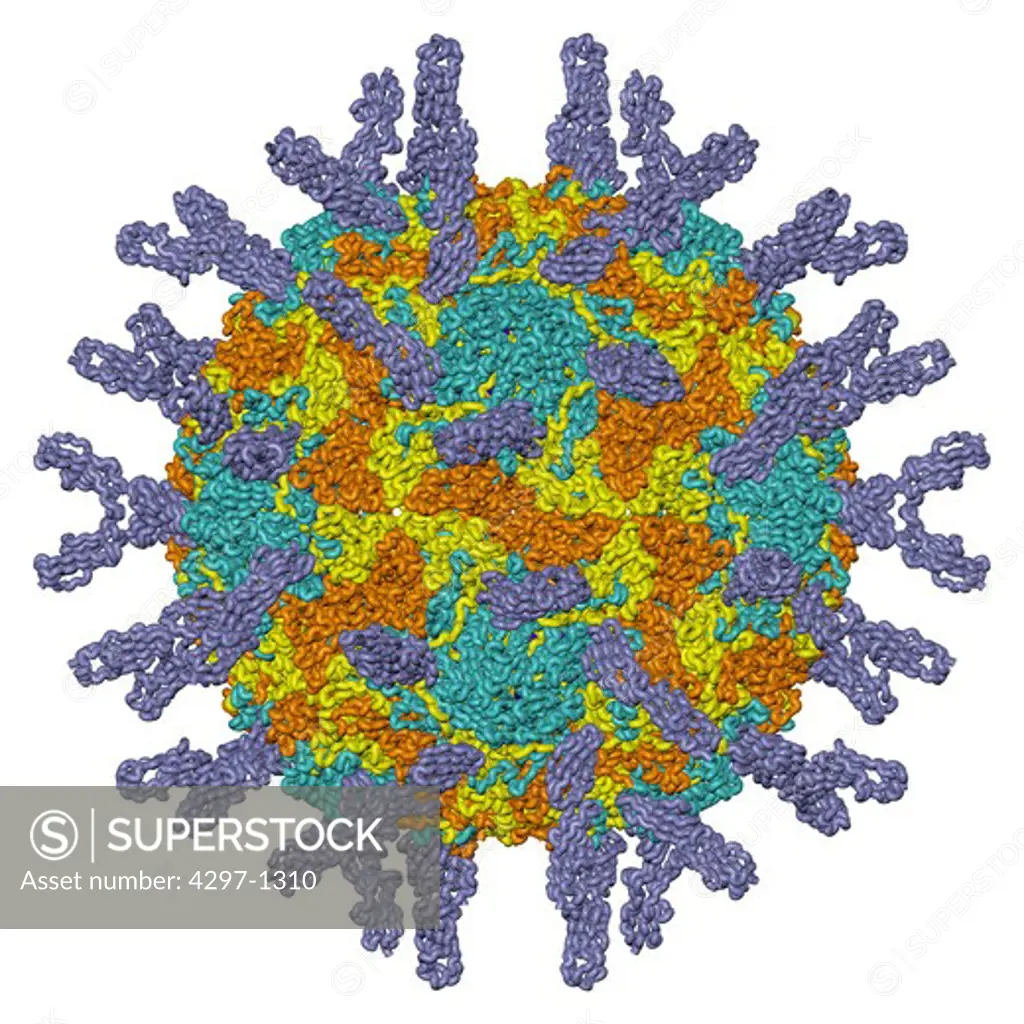 Computer generated three-dimensional molecular model of the human rhinovirus 16 complexed with a two-domain fragment of it cellular receptor, intercellular adhesion molecule-1 (D1D2-ICAM-1)
